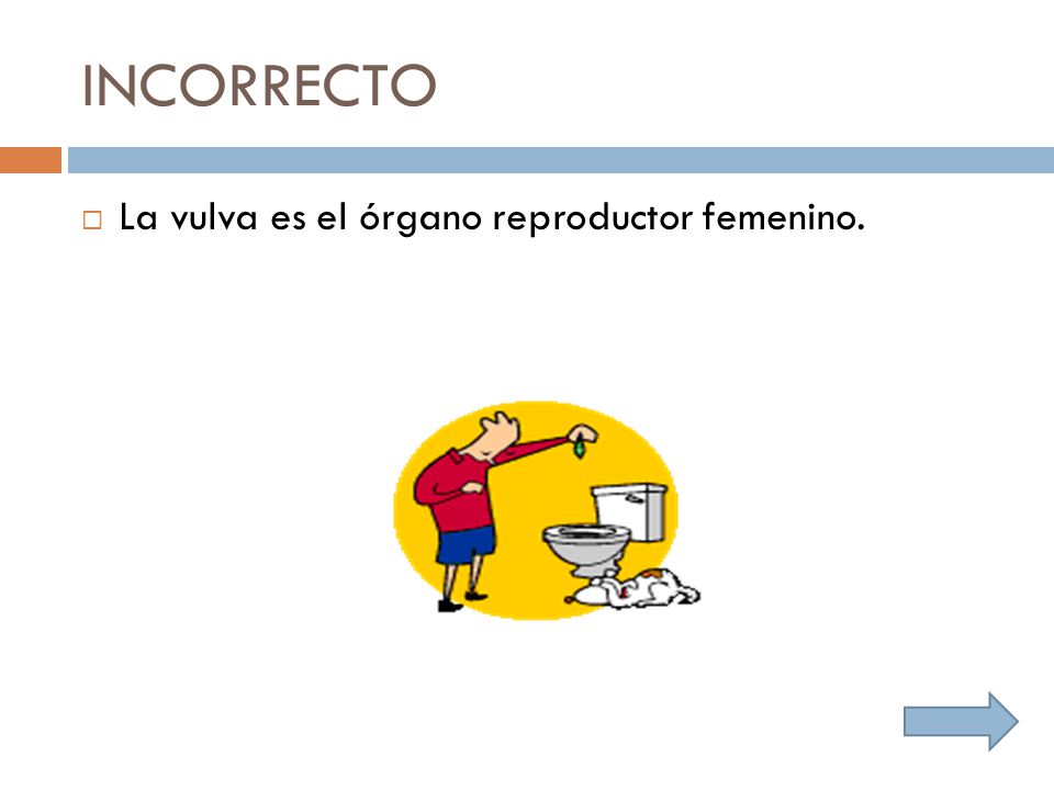 INCORRECTO La vulva es el órgano reproductor femenino.