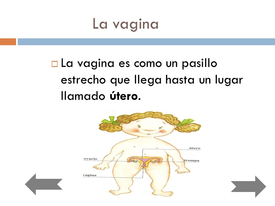 La vagina La vagina es como un pasillo estrecho que llega hasta un lugar llamado útero.