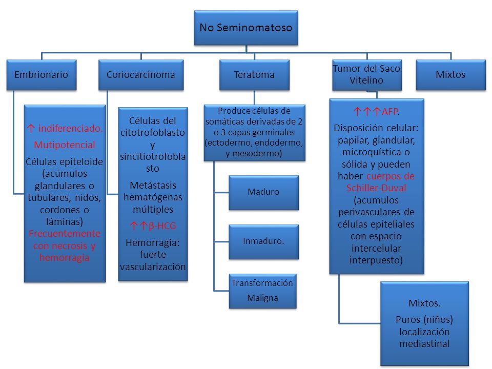 No Seminomatoso Embrionario ↑ indiferenciado. Mutipotencial
