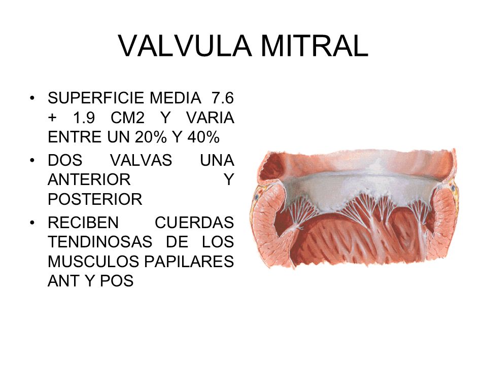 VALVULA MITRAL SUPERFICIE MEDIA CM2 Y VARIA ENTRE UN 20% Y 40% DOS VALVAS UNA ANTERIOR Y POSTERIOR.