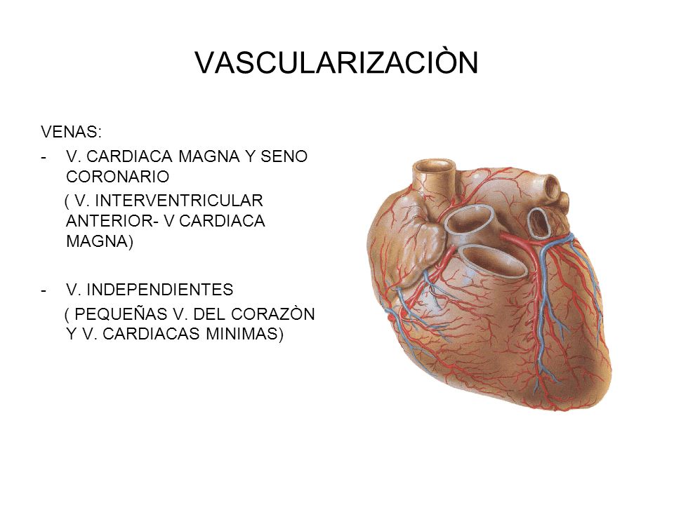 VASCULARIZACIÒN VENAS: V. CARDIACA MAGNA Y SENO CORONARIO