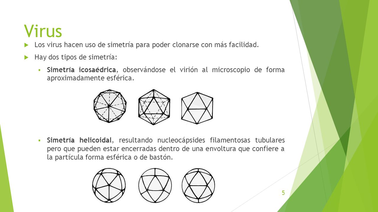 Virus Los virus hacen uso de simetría para poder clonarse con más facilidad. Hay dos tipos de simetría: