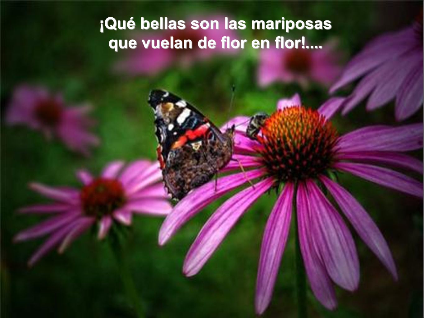 ¡Qué bellas son las mariposas que vuelan de flor en flor!....