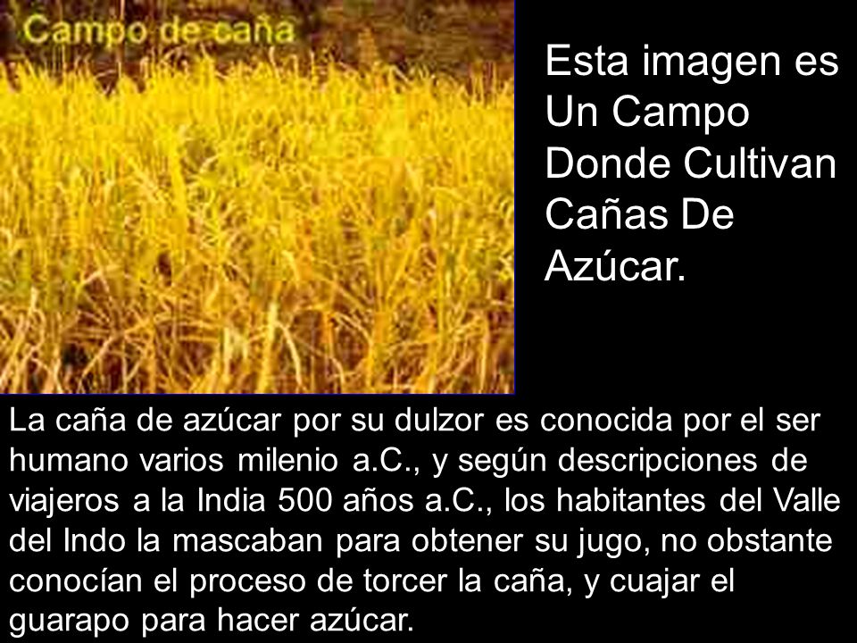 Esta imagen es Un Campo Donde Cultivan Cañas De Azúcar.