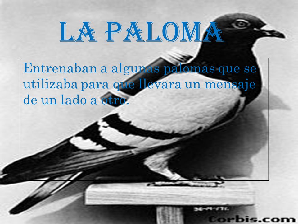 LA PALOMA Entrenaban a algunas palomas que se utilizaba para que llevara un mensaje de un lado a otro.