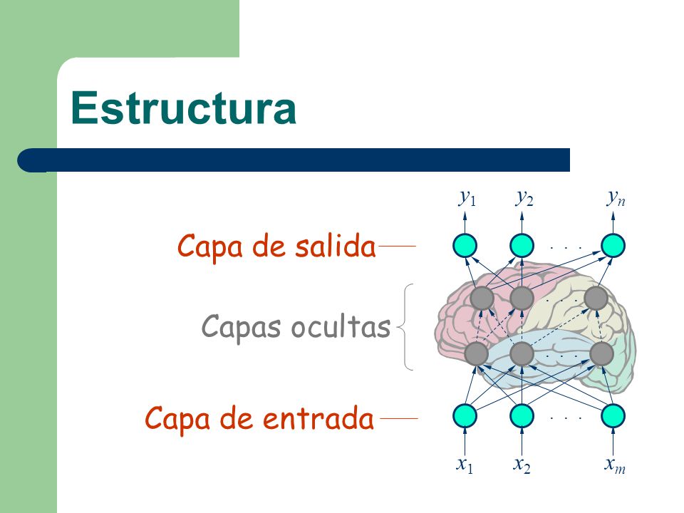 Estructura Capa de salida Capas ocultas Capa de entrada x1 x2 xm y1 y2