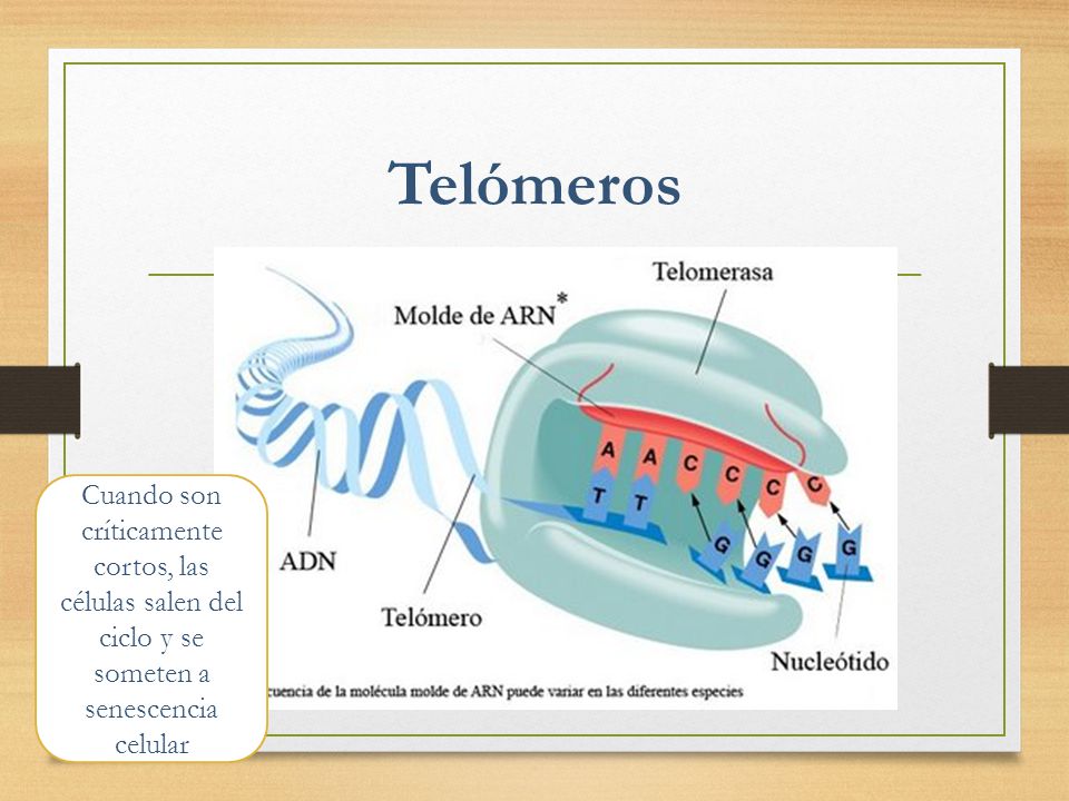 Telómeros Cuando son críticamente cortos, las células salen del ciclo y se someten a senescencia celular.