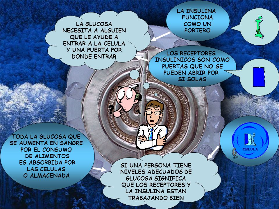 LA INSULINA FUNCIONA. COMO UN. PORTERO. LA GLUCOSA NECESITA A ALGUIEN QUE LE AYUDE A ENTRAR A LA CELULA Y UNA PUERTA POR DONDE ENTRAR.
