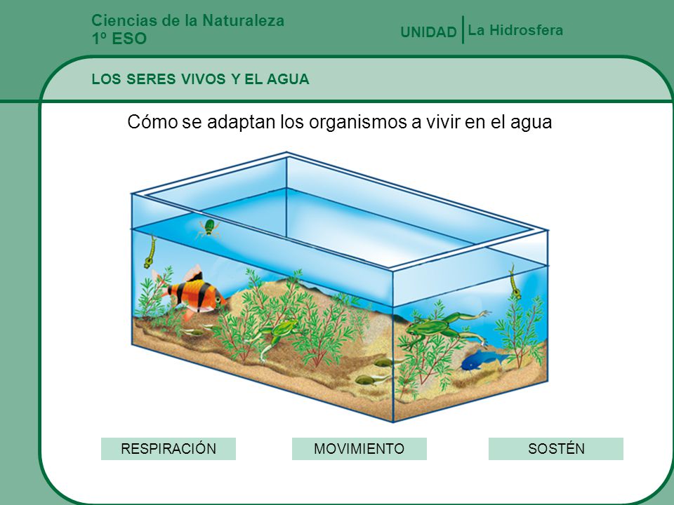 Cómo se adaptan los organismos a vivir en el agua