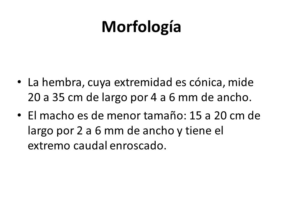 Morfología La hembra, cuya extremidad es cónica, mide 20 a 35 cm de largo por 4 a 6 mm de ancho.