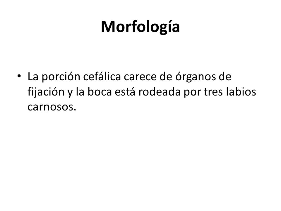 Morfología La porción cefálica carece de órganos de fijación y la boca está rodeada por tres labios carnosos.