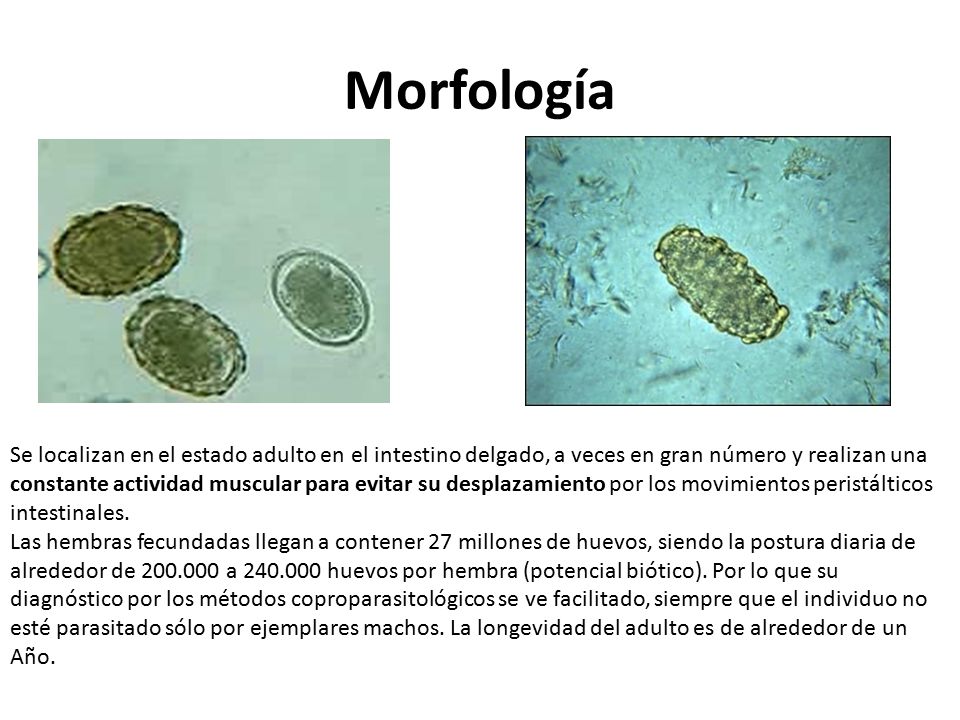 Morfología Se localizan en el estado adulto en el intestino delgado, a veces en gran número y realizan una.