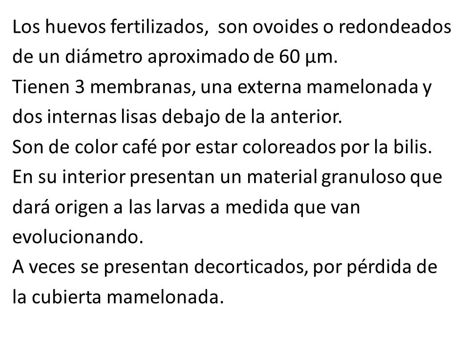 Los huevos fertilizados, son ovoides o redondeados de un diámetro aproximado de 60 μm.