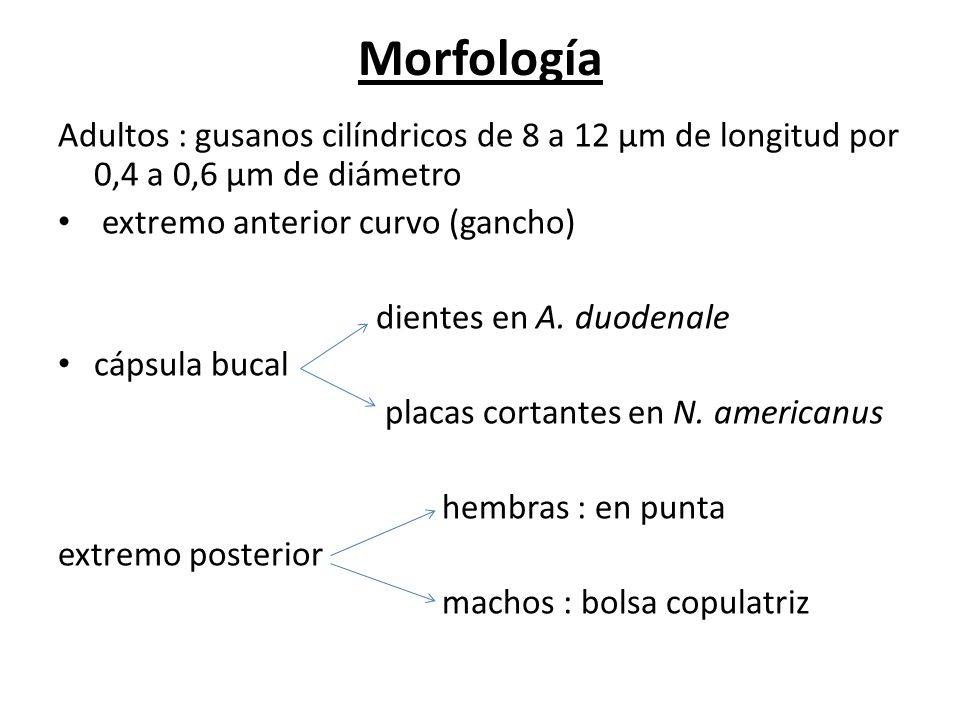 Morfología Adultos : gusanos cilíndricos de 8 a 12 µm de longitud por 0,4 a 0,6 µm de diámetro. extremo anterior curvo (gancho)