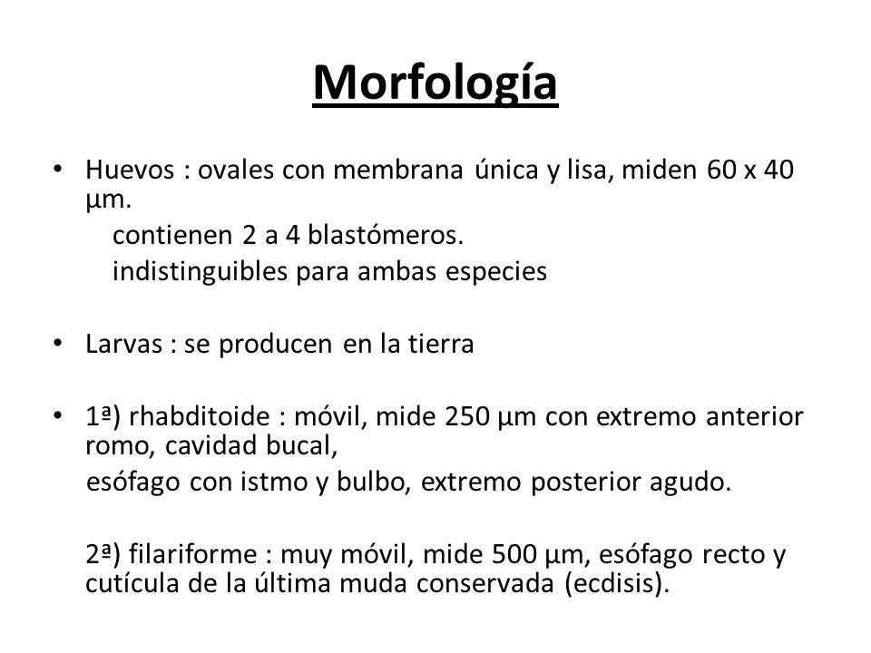 Morfología Huevos : ovales con membrana única y lisa, miden 60 x 40 µm. contienen 2 a 4 blastómeros.