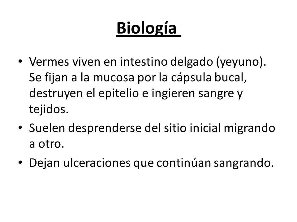 Biología Vermes viven en intestino delgado (yeyuno). Se fijan a la mucosa por la cápsula bucal, destruyen el epitelio e ingieren sangre y tejidos.