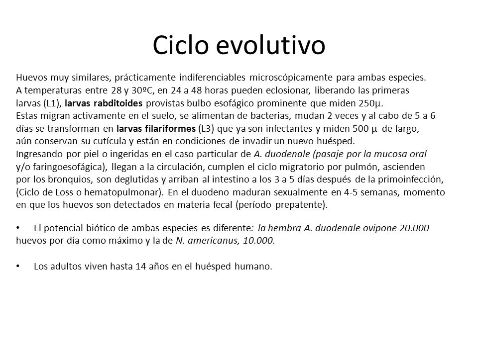 Ciclo evolutivo Huevos muy similares, prácticamente indiferenciables microscópicamente para ambas especies.