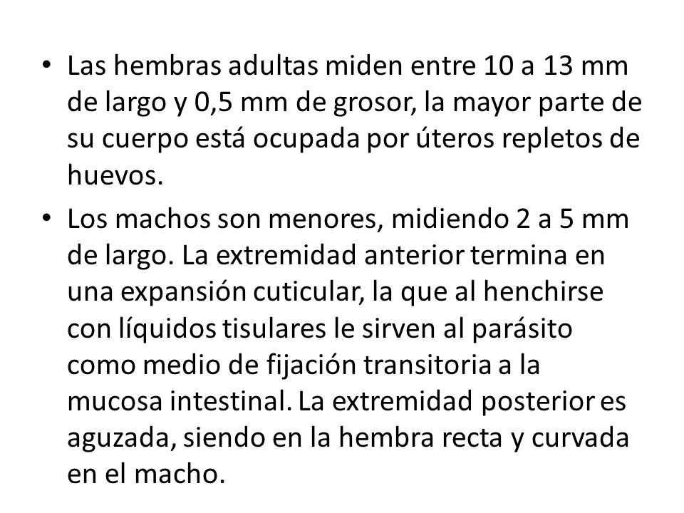 Las hembras adultas miden entre 10 a 13 mm de largo y 0,5 mm de grosor, la mayor parte de su cuerpo está ocupada por úteros repletos de huevos.