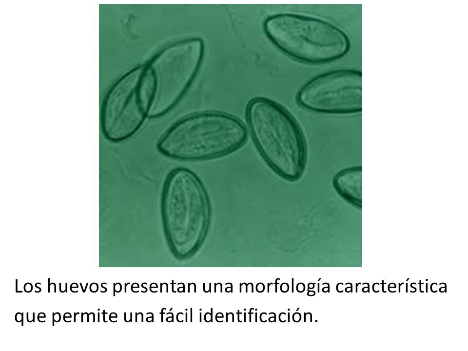 Los huevos presentan una morfología característica que permite una fácil identificación.