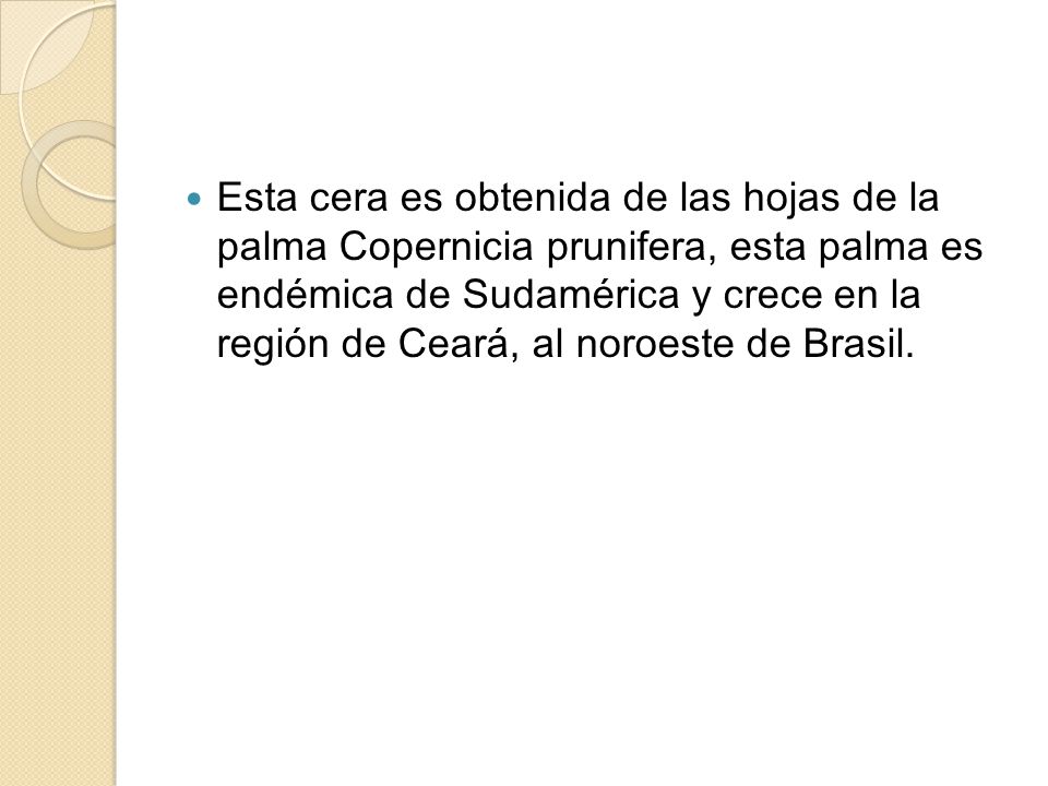 Esta cera es obtenida de las hojas de la palma Copernicia prunifera, esta palma es endémica de Sudamérica y crece en la región de Ceará, al noroeste de Brasil.