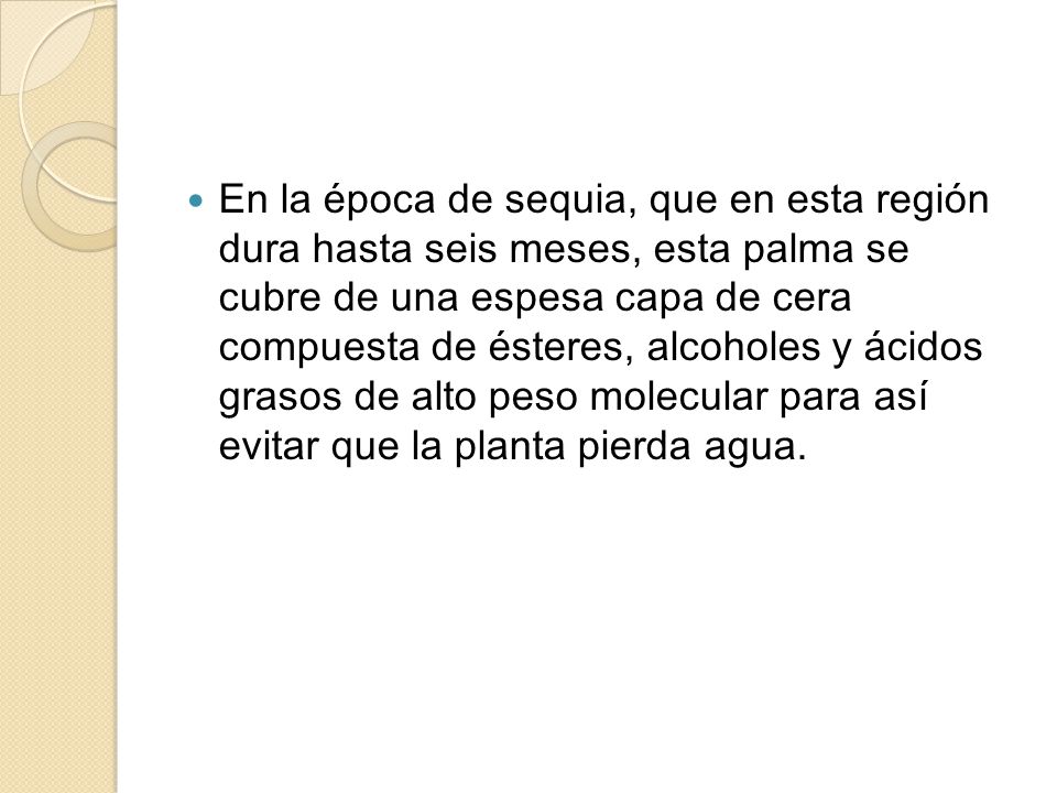 En la época de sequia, que en esta región dura hasta seis meses, esta palma se cubre de una espesa capa de cera compuesta de ésteres, alcoholes y ácidos grasos de alto peso molecular para así evitar que la planta pierda agua.