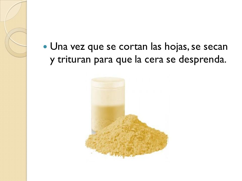 Una vez que se cortan las hojas, se secan y trituran para que la cera se desprenda.