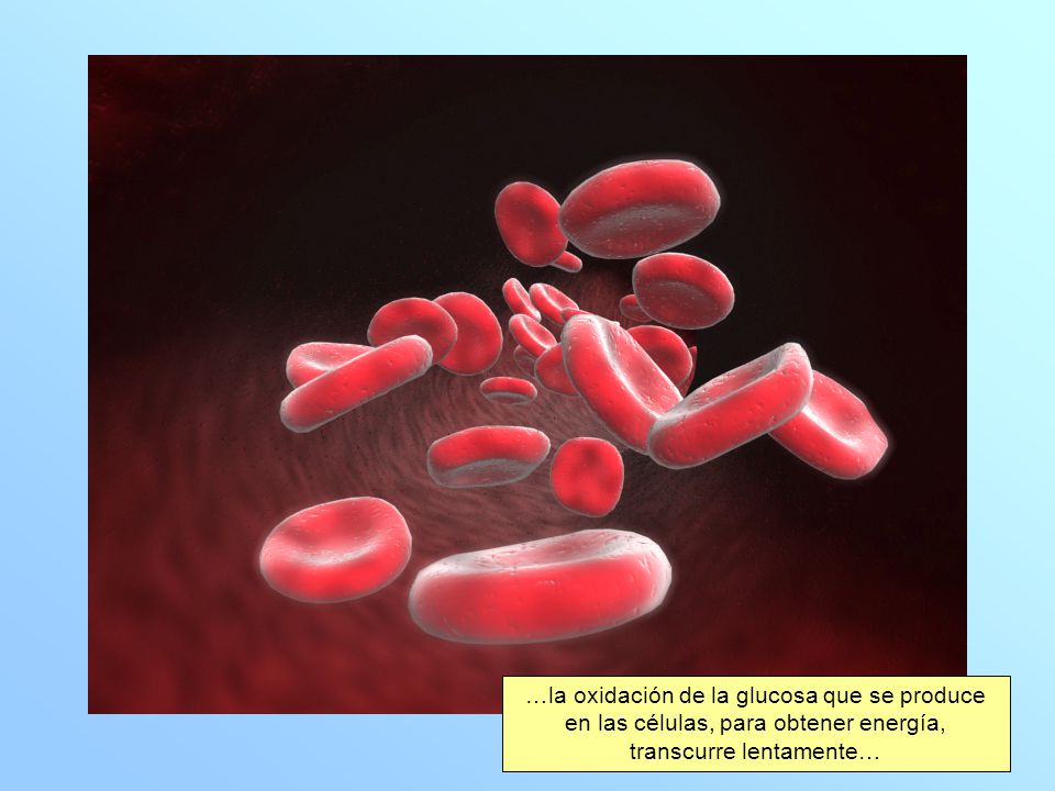 …la oxidación de la glucosa que se produce en las células, para obtener energía, transcurre lentamente…