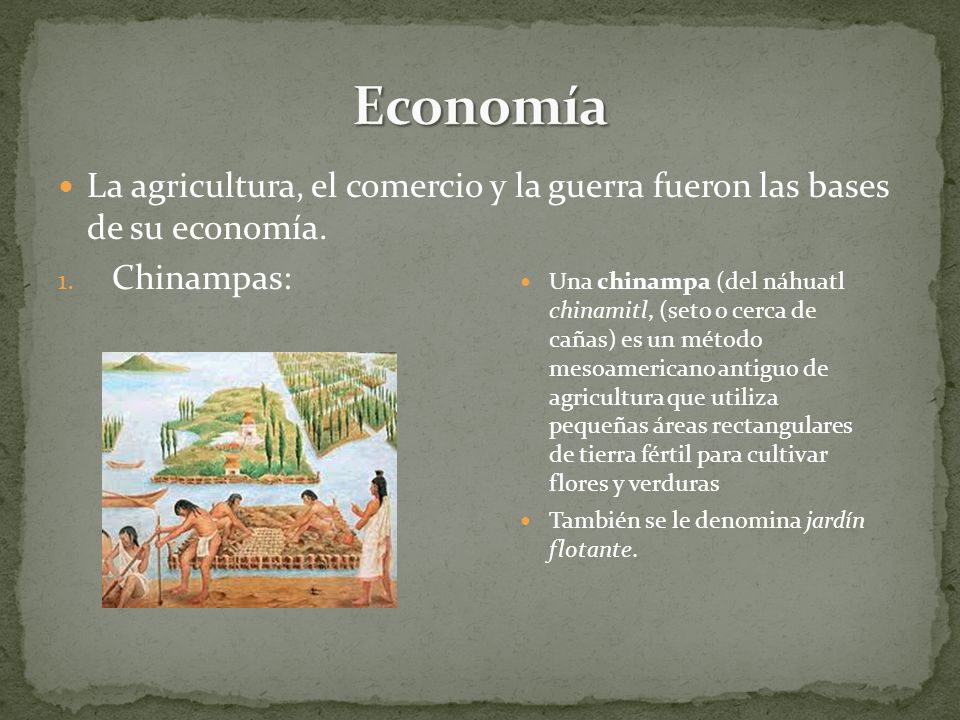 Economía La agricultura, el comercio y la guerra fueron las bases de su economía. Chinampas: