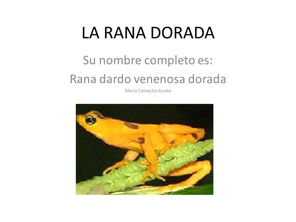 Su nombre completo es: Rana dardo venenosa dorada María Camacho Acosta