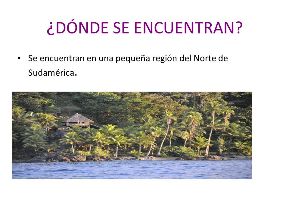 ¿DÓNDE SE ENCUENTRAN Se encuentran en una pequeña región del Norte de Sudamérica.