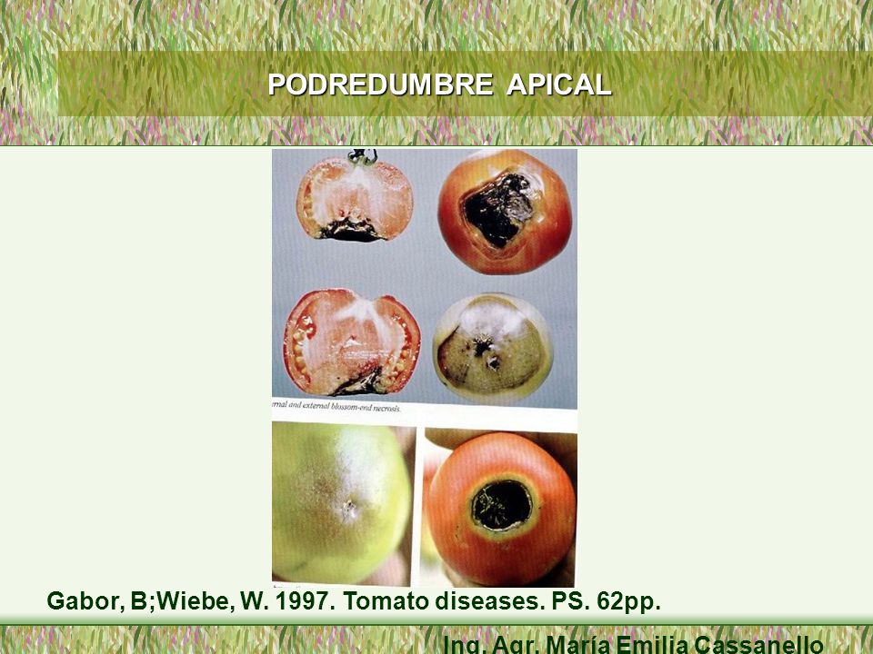 PODREDUMBRE APICAL Gabor, B;Wiebe, W Tomato diseases. PS. 62pp.
