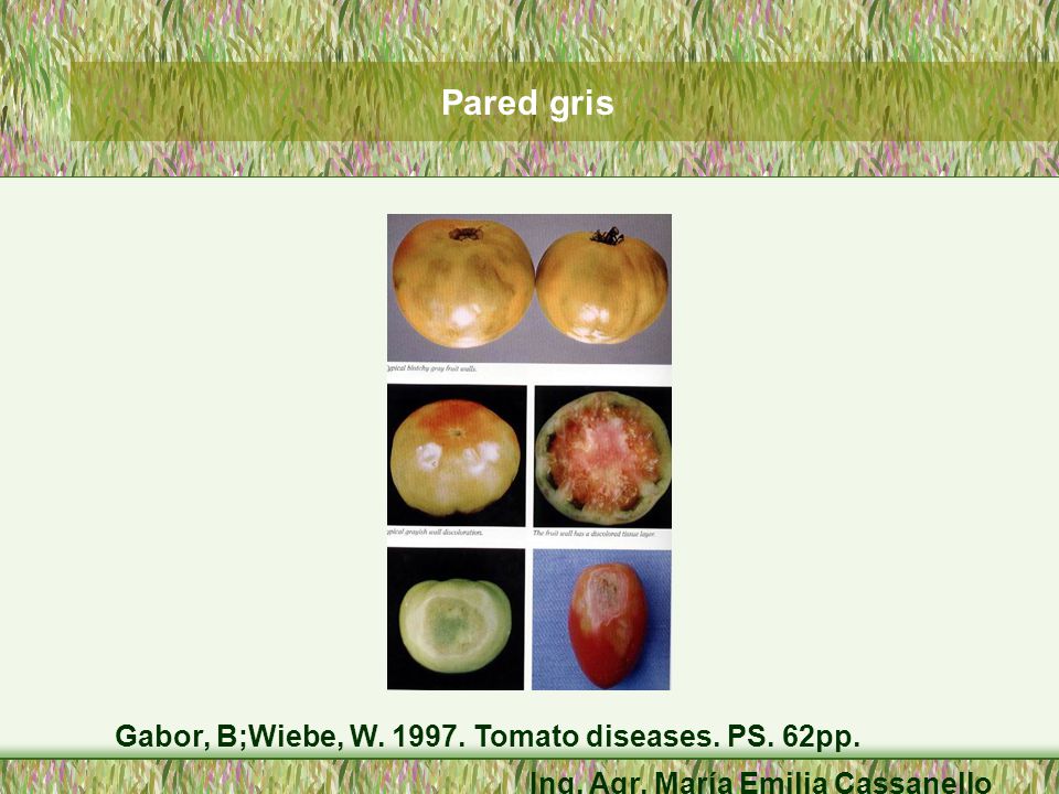 Pared gris Gabor, B;Wiebe, W Tomato diseases. PS. 62pp.