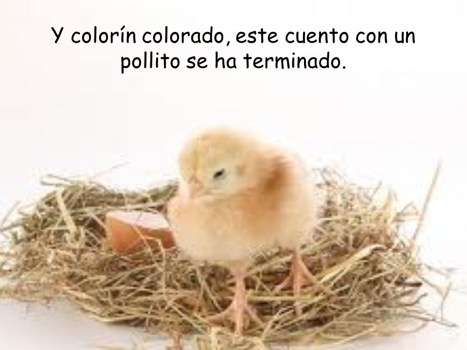 Y colorín colorado, este cuento con un pollito se ha terminado.