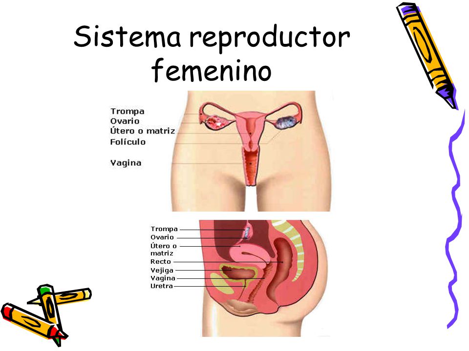 Sistema reproductor femenino