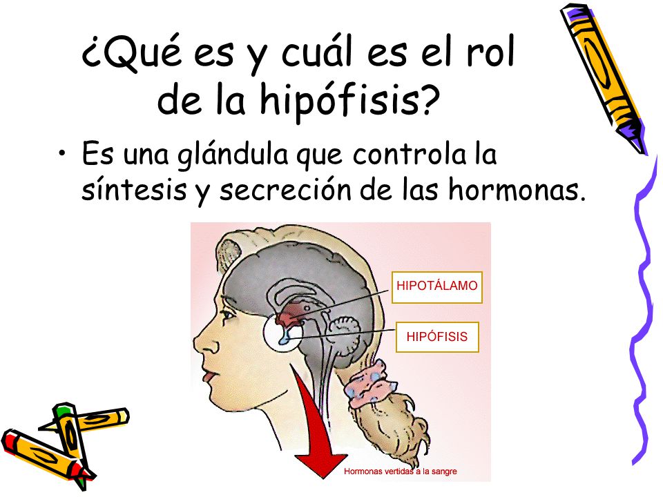 ¿Qué es y cuál es el rol de la hipófisis