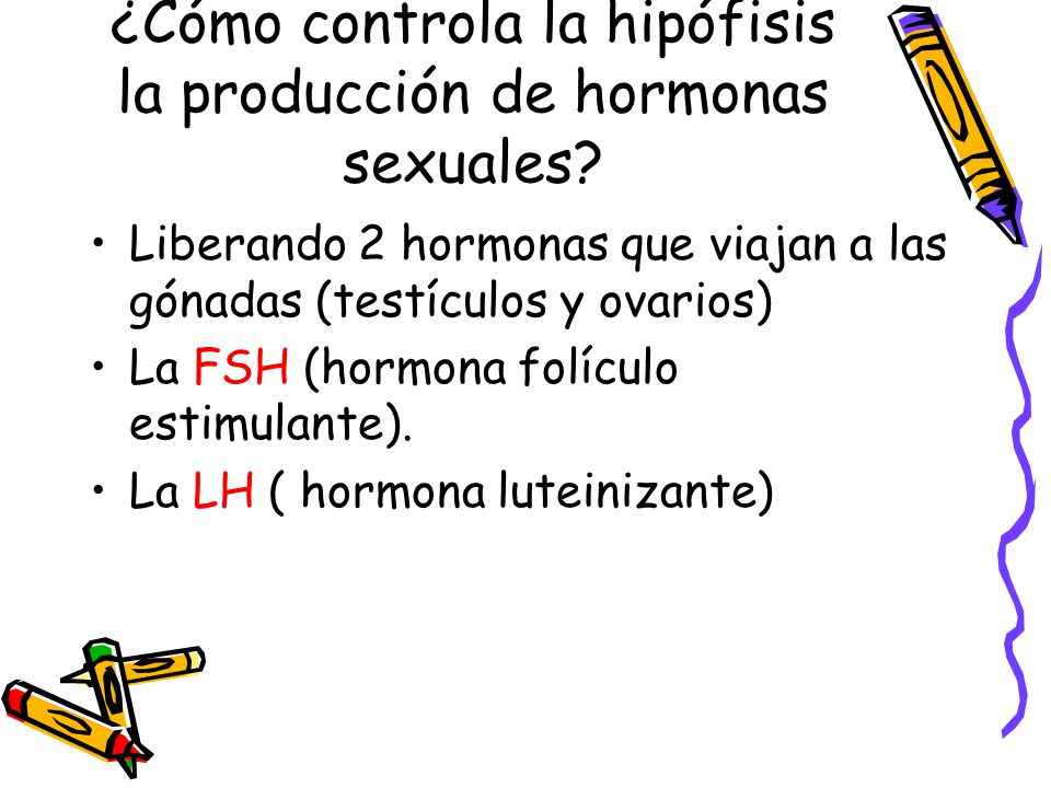 ¿Cómo controla la hipófisis la producción de hormonas sexuales