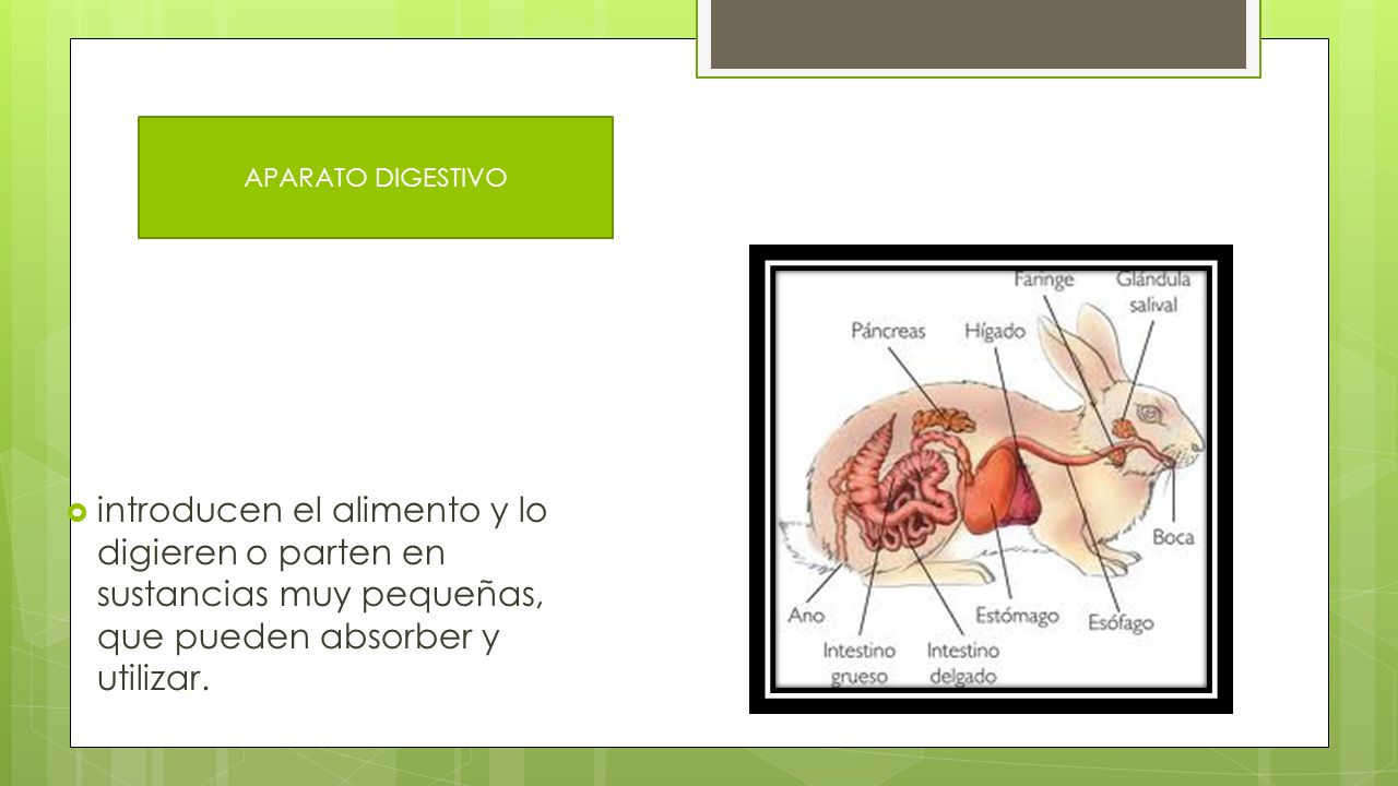 APARATO DIGESTIVO introducen el alimento y lo digieren o parten en sustancias muy pequeñas, que pueden absorber y utilizar.