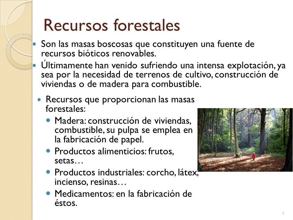 Recursos forestales Son las masas boscosas que constituyen una fuente de recursos bióticos renovables.