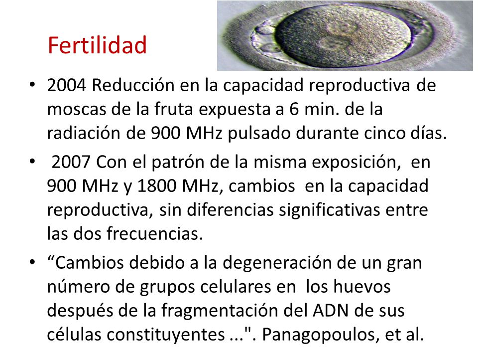Fertilidad 2004 Reducción en la capacidad reproductiva de moscas de la fruta expuesta a 6 min. de la radiación de 900 MHz pulsado durante cinco días.