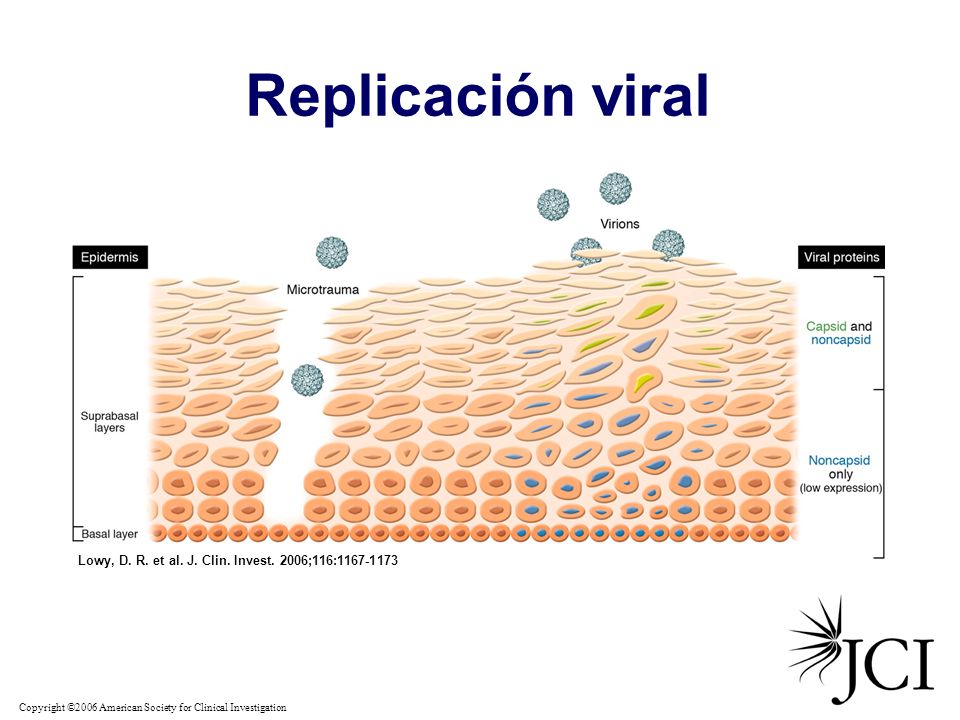 Replicación viral Lowy, D. R. et al. J. Clin. Invest.