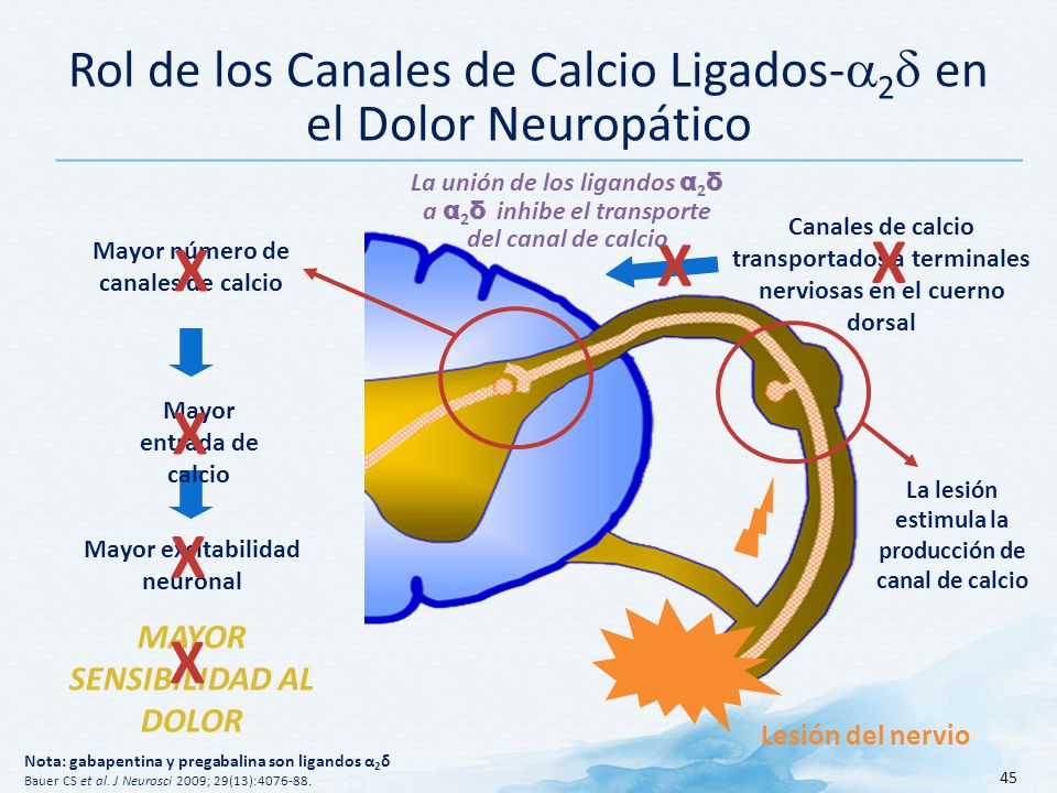 Rol de los Canales de Calcio Ligados-a2d en el Dolor Neuropático