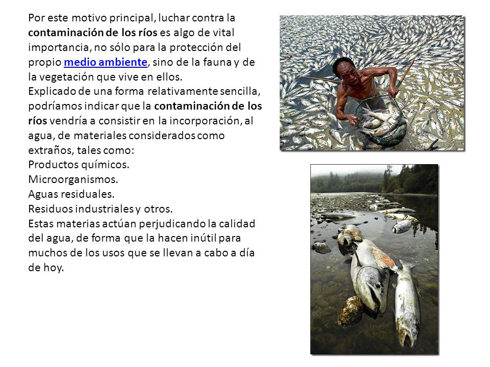 Por este motivo principal, luchar contra la contaminación de los ríos es algo de vital importancia, no sólo para la protección del propio medio ambiente, sino de la fauna y de la vegetación que vive en ellos.