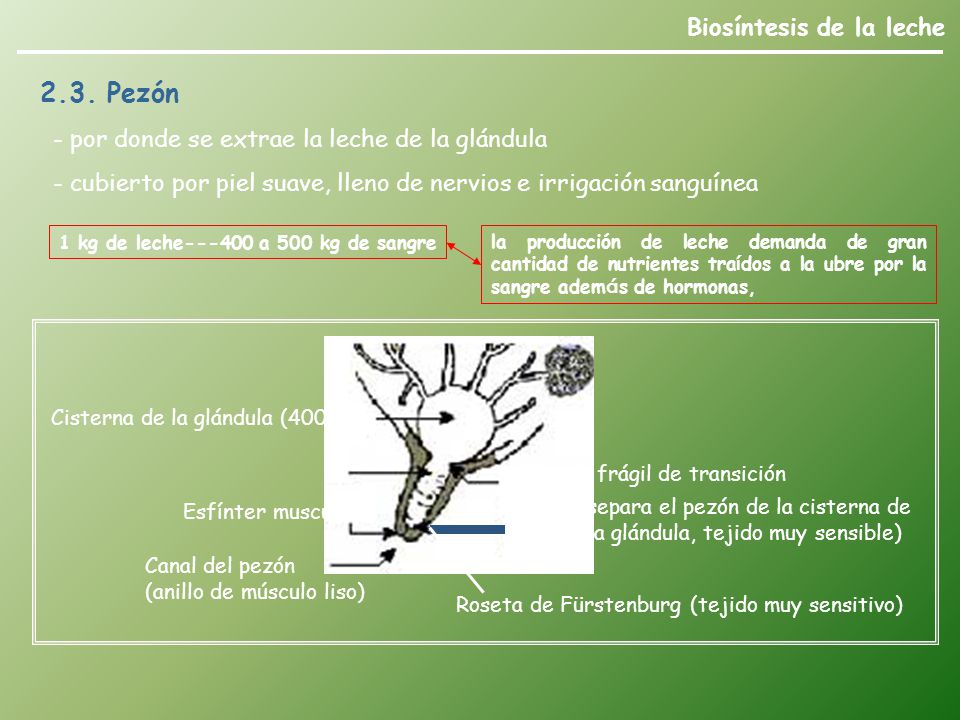 (separa el pezón de la cisterna de la glándula, tejido muy sensible)