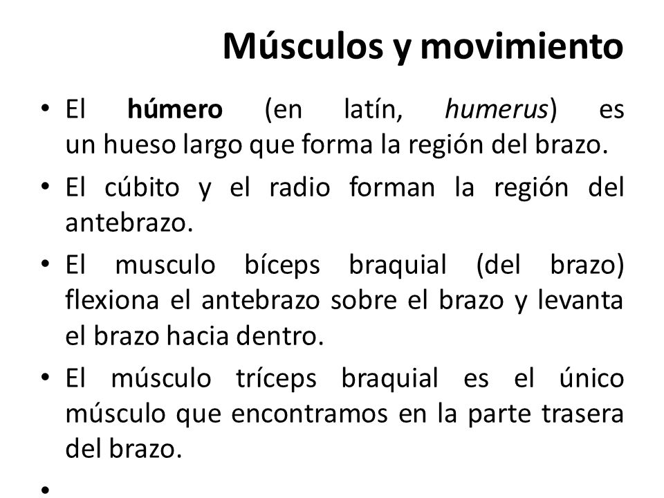 Músculos y movimiento El húmero (en latín, humerus) es un hueso largo que forma la región del brazo.