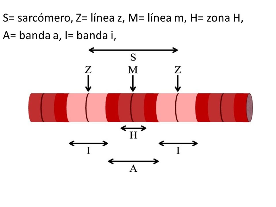 S= sarcómero, Z= línea z, M= línea m, H= zona H, A= banda a, I= banda i,