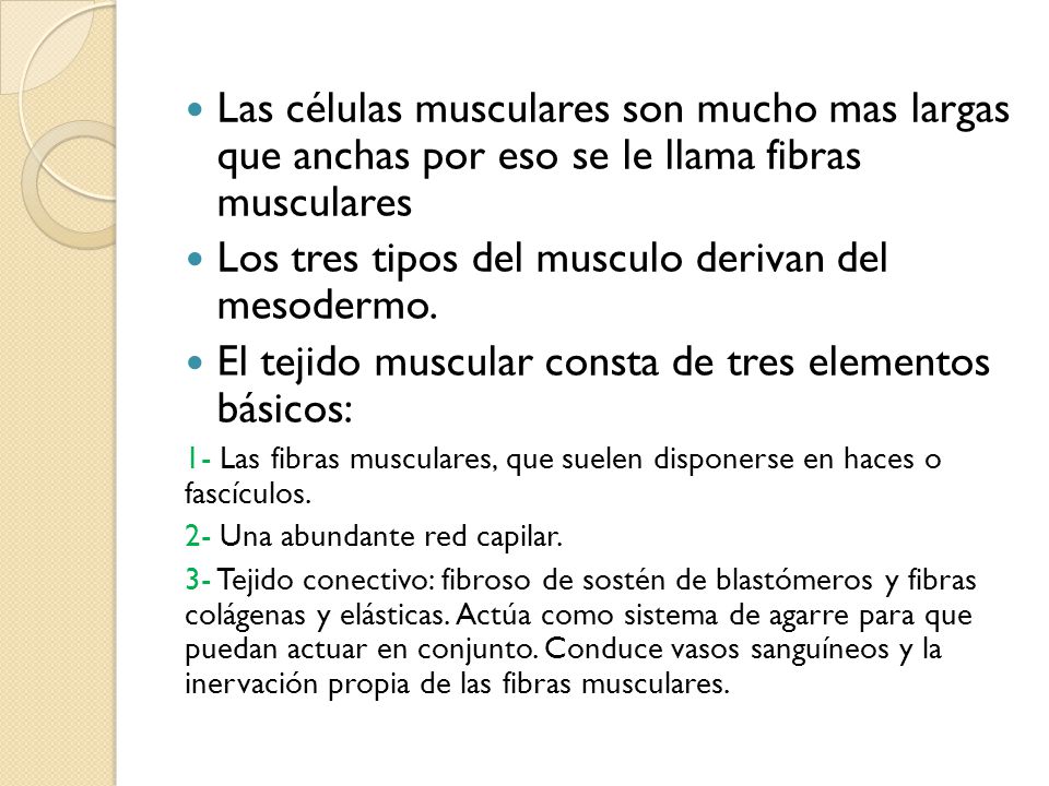 Los tres tipos del musculo derivan del mesodermo.