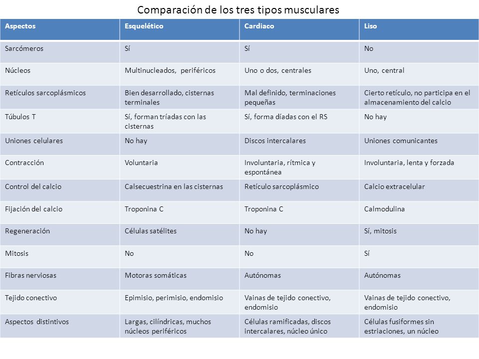 Comparación de los tres tipos musculares