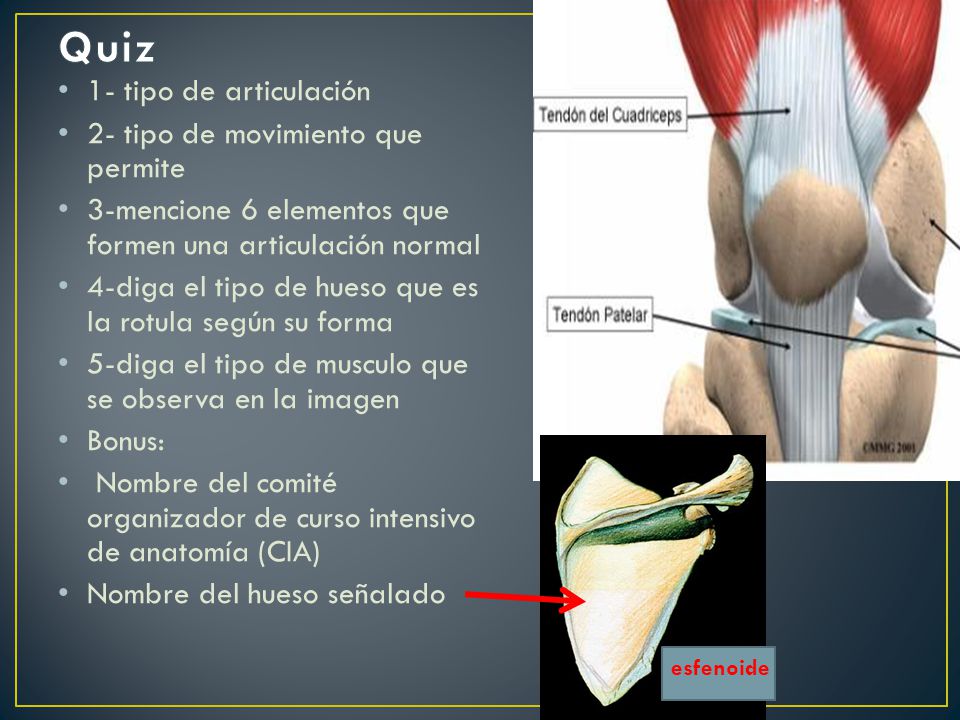 Quiz 1- tipo de articulación 2- tipo de movimiento que permite