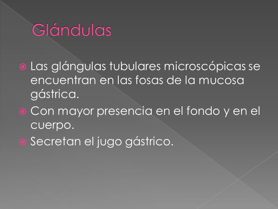 Glándulas Las glángulas tubulares microscópicas se encuentran en las fosas de la mucosa gástrica. Con mayor presencia en el fondo y en el cuerpo.