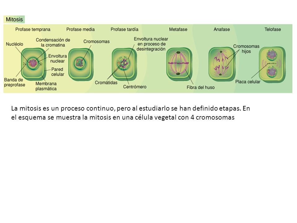 La mitosis es un proceso continuo, pero al estudiarlo se han definido etapas.